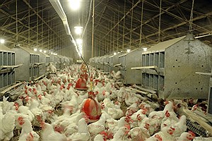 وجود بیش از چهار درصد واحد مرغ گوشتی کشور در آذربایجان غربی