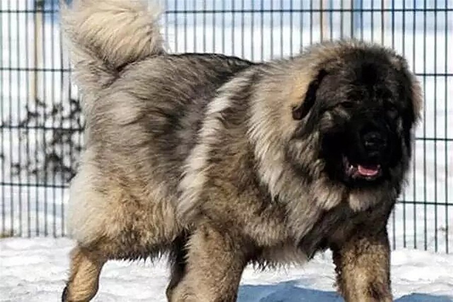 تصویر بزرگترین نژاد سگ در ایران را می‌شناسید؟