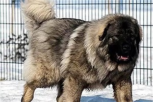 بزرگترین نژاد سگ در ایران را می‌شناسید؟