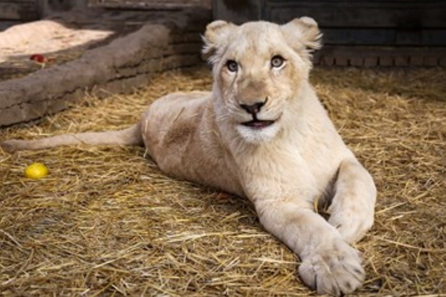 تصویر یکساله شدن توله «شیر سفید آفریقایی»