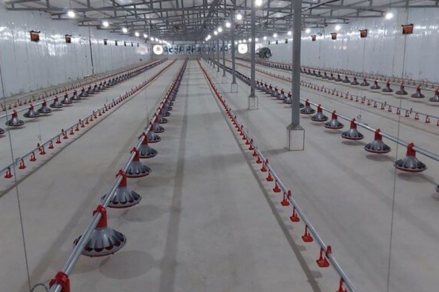 تولید دو هزار و ۵۰۰ تن گوشت مرغ سالیانه در مهرستان