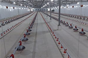 تولید دو هزار و ۵۰۰ تن گوشت مرغ سالیانه در مهرستان