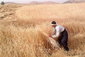 اصفهان در تولید بذر غلات به خودکفایی رسیده است
