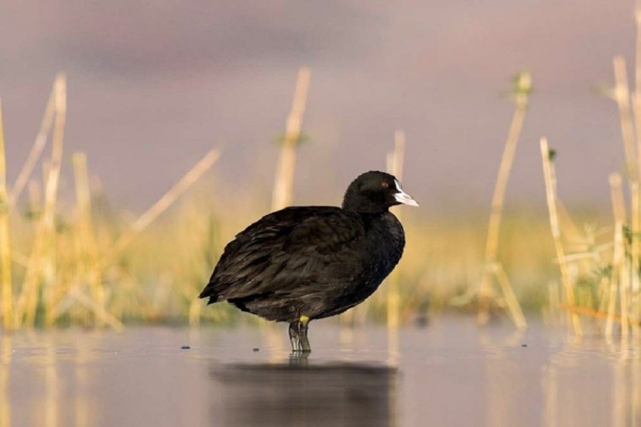تصویر کاهش مهاجرت پرندگان به تالاب چغاخور
