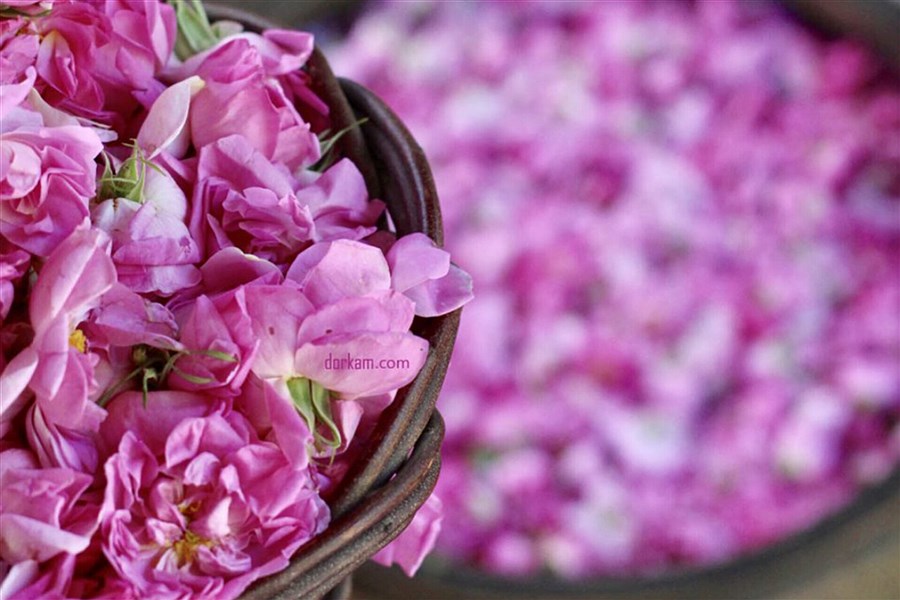 روز گل محمدی و گلاب در تقویم رسمی کشور ثبت شد
