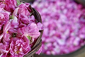 روز گل محمدی و گلاب در تقویم رسمی کشور ثبت شد
