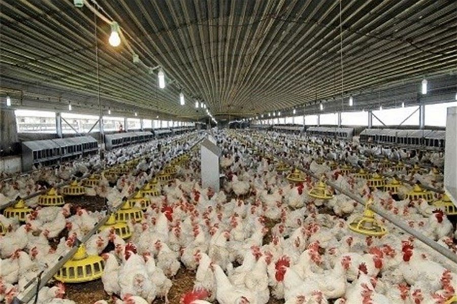 کشور ماهانه به ۲۵۰ هزار تن مرغ نیاز دارد