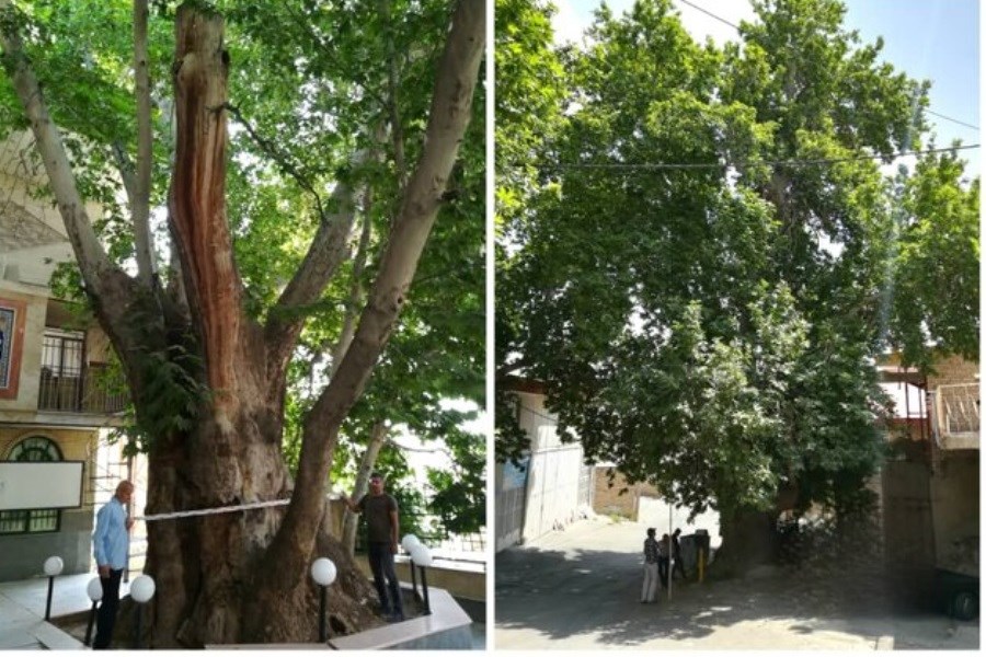 تصویر دو درخت ۵۰۰ ساله در البرز ثبت ملی شد