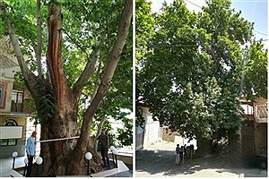 دو درخت ۵۰۰ ساله در البرز ثبت ملی شد