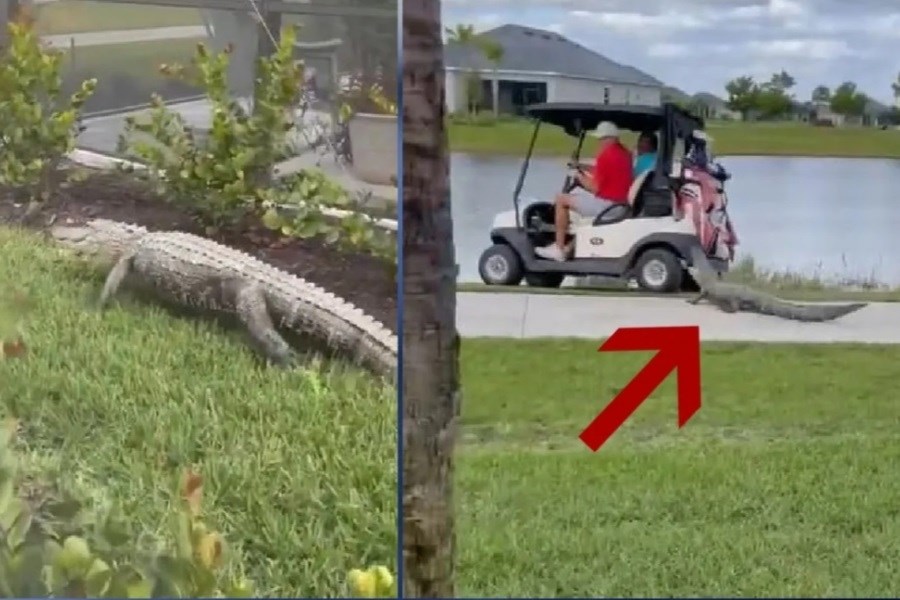 (ویدئو) حمله ناگهانی تمساح به ماشین گلف
