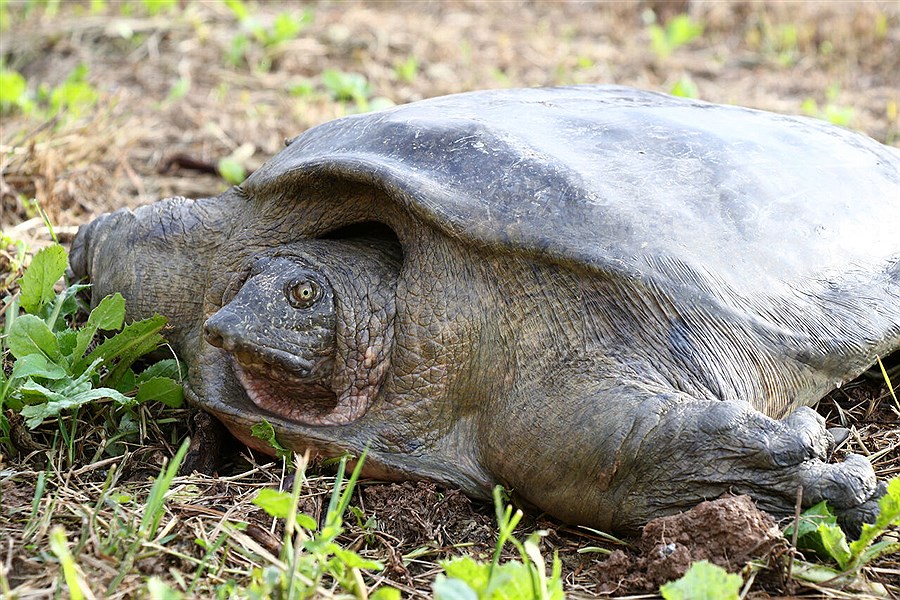 حفاظت از گونه در معرض خطر انقراض لاک‌پشت فراتی در تالاب هورالعظیم