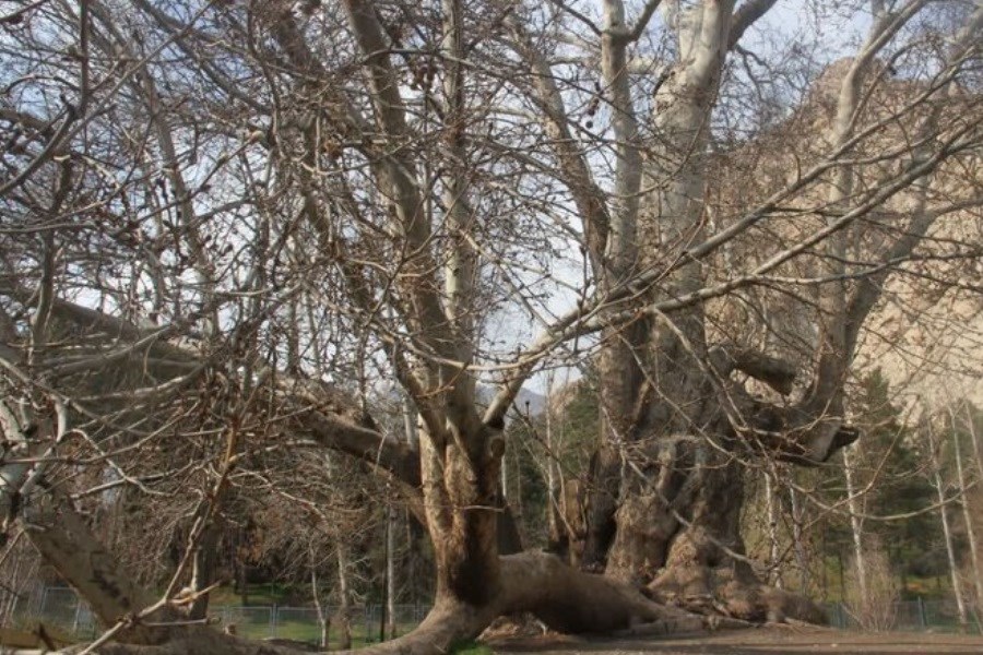 تصویر ۶۰۲ ساله شدن درخت «شیرین و فرهاد»