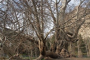 ۶۰۲ ساله شدن درخت «شیرین و فرهاد»