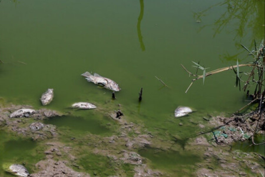 تصویر مرگ ماهی‌ها ‌در منطقه حفاظت‌شده «دز»&#47; علت چیست؟