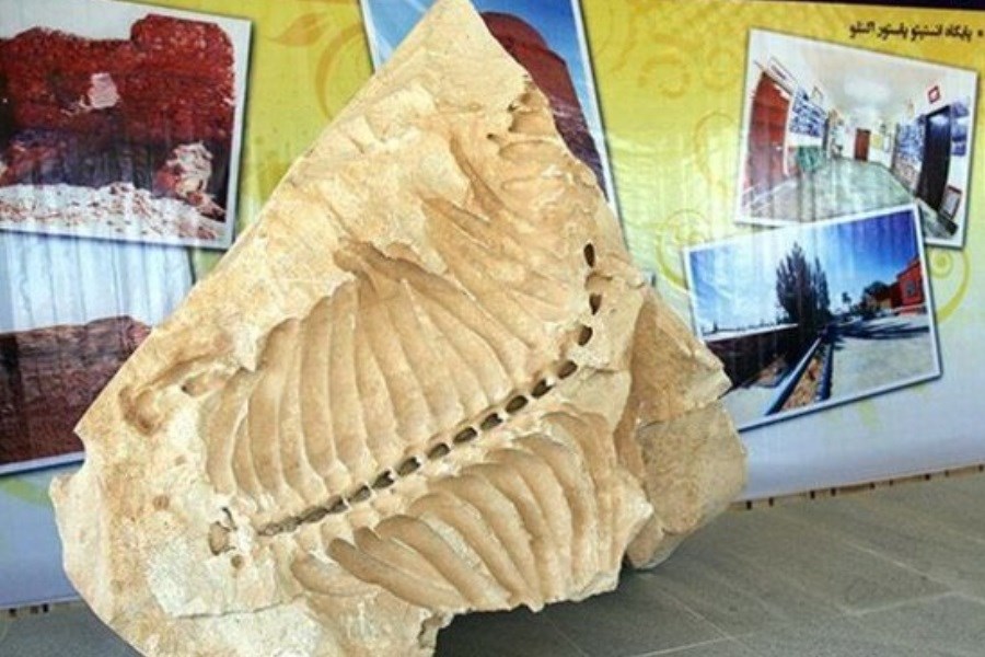 دیدن موزه فسیل های 20 میلیون ساله در شیرین سو را از دست ندهید
