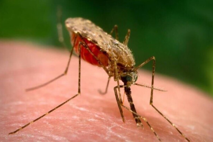 تصویر پیشتازی ایران در تشخیص مالاریا