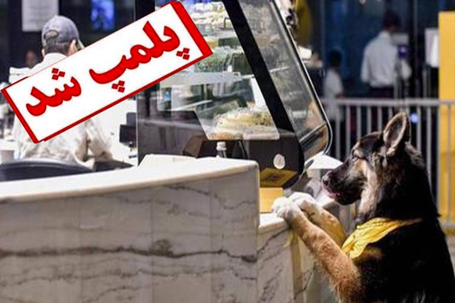 تصویر کافه سگ‌ها در تهران پلمب شد