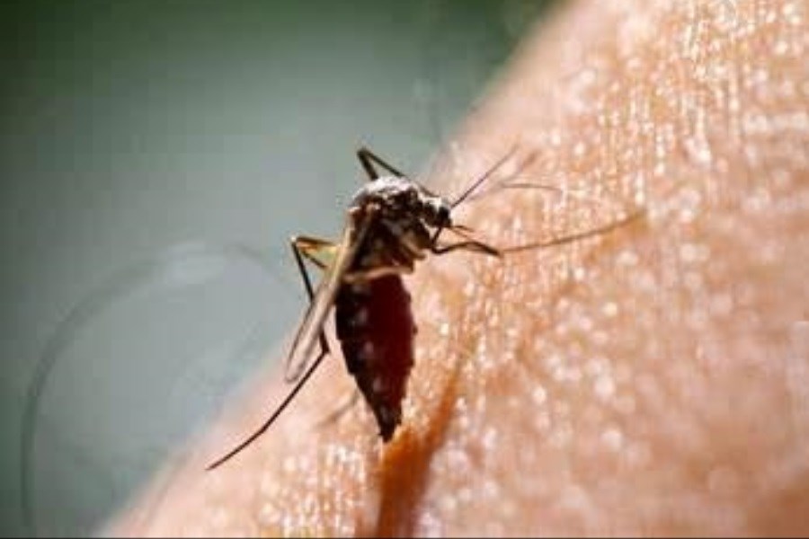 تصویر راهکارهایی برای فرار از نیش پشه‌ها