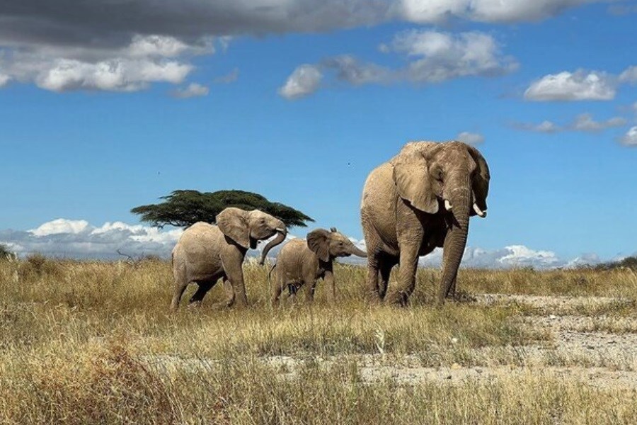 تصویر فیل‌ها مانند انسان‌ها برای همدیگر نام انتخاب می‌کنند