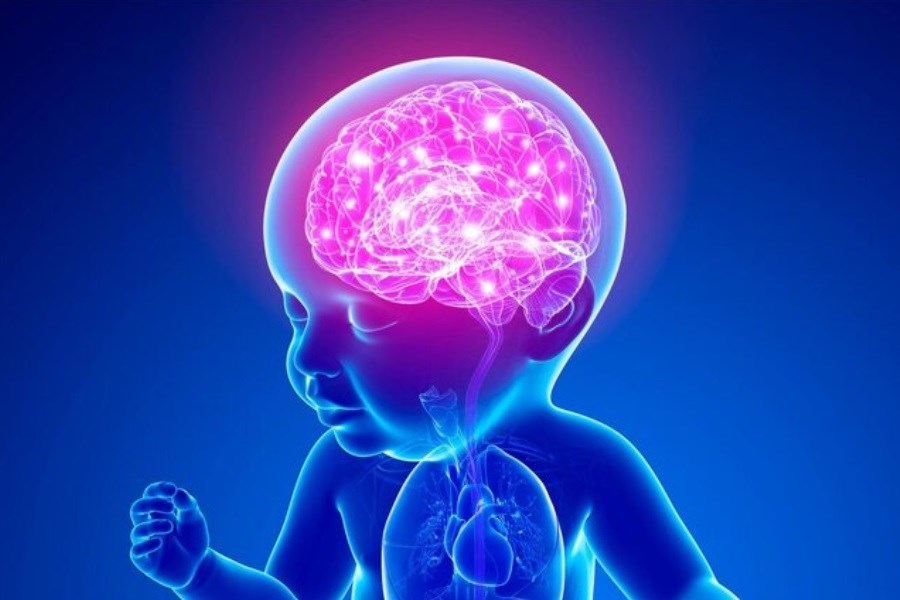 تصویر کشف شباهت‌های خیره‌کننده‌ای میان مغز نوزاد و هوش مصنوعی