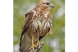 پرنده شکاری سارگپه در کدام منطقه حفاظت شده رها سازی شد؟