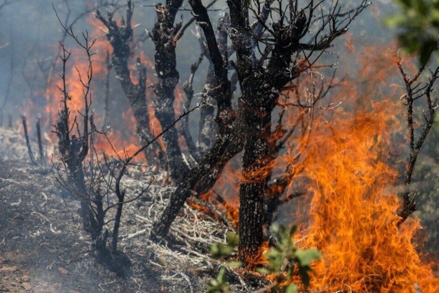 آتش سوزی در جنگل های کهکیلویه و بویر احمد