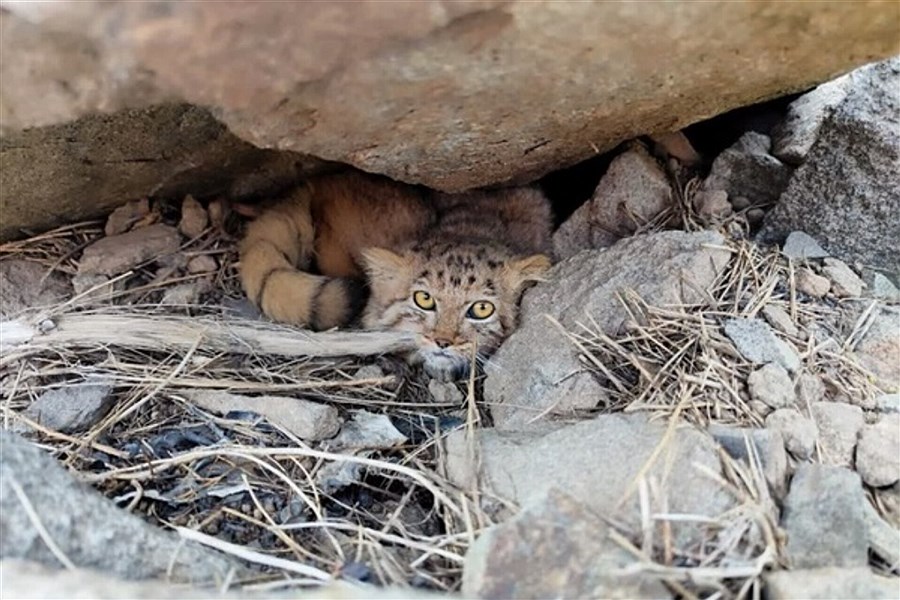 تصویر مشاهده گربه پالاس در منطقه حفاظت شده کرکس نطنز