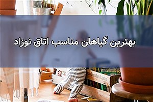 معرفی گیاهان مناسب برای نوزاد