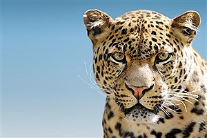 ثبت تصویر پلنگ ایرانی در توران شاهرود
