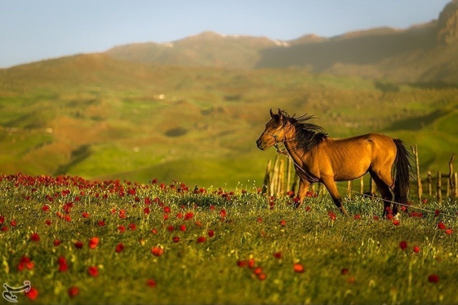 تصویر ییلاقات تالش؛‌ بهشت بکر و دست‌نخورده ایران