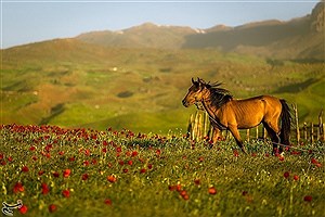 ییلاقات تالش؛‌ بهشت بکر و دست‌نخورده ایران