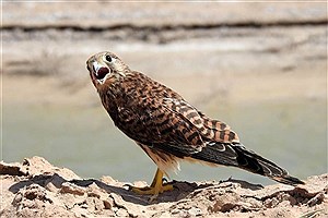 انتقال پرنده شکاری آسیب‌ دیده به مرکز بازپروری حیات‌وحش اصفهان