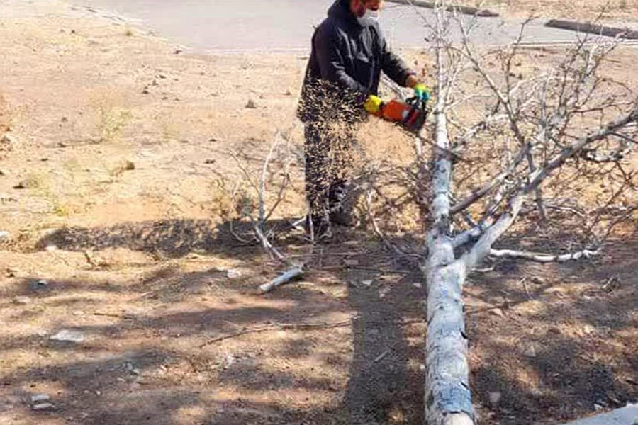 تصویر اقدامی پسندیده از مدیرعامل سازمان پارکها و فضای سبز این شهر&#47; جایگزینی درختان خشک و خطرساز با نهال جدید