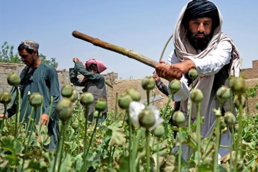 تصویر تکذیب خبر افزایش کشت مواد مخدر در افغانستان