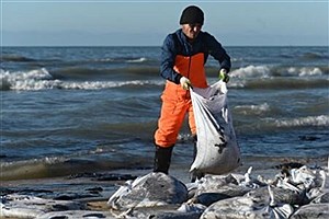 برخورد نفتکش‌ها و فاجعه زیست‌محیطی در دریای سیاه؛ عملیات پاکسازی ادامه دارد