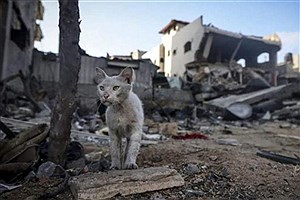 گربه‌ها در حال خوردن اجساد رها شده فلسطینی‌ + فیلم