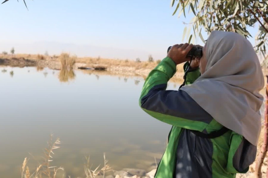 تصویر سرشماری پرندگان آبچر و کنار آبچر فارس