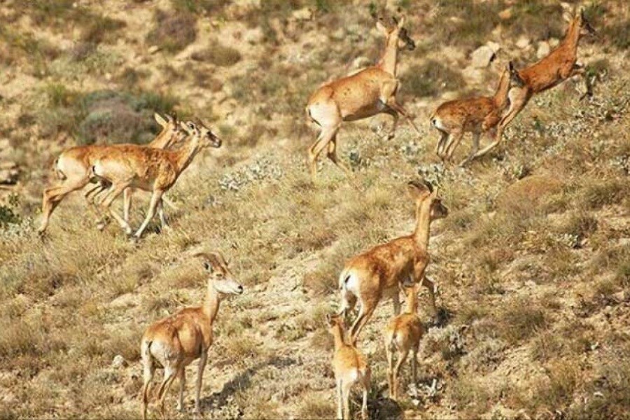 تصویر افزایش آهو در این پارک ملی