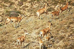 افزایش آهو در این پارک ملی
