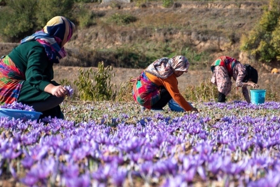 تصویر طالبان به قاچاق زعفران از ایران واکنش نشان داد