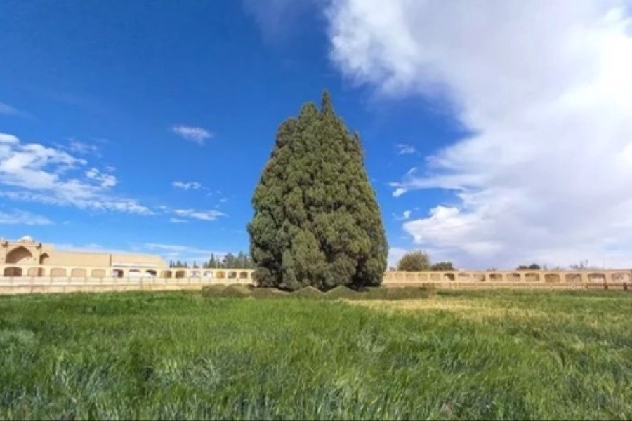 کهنسال‌ترین موجود زنده ایران در قلب کویر+ ویدئو