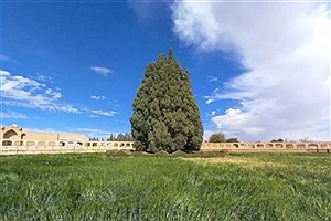 کهنسال‌ترین موجود زنده ایران در قلب کویر+ ویدئو