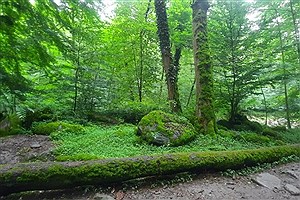 گردشگری در دل طبیعت؛ از جنگل گیسوم تا جنگل حرای قشم