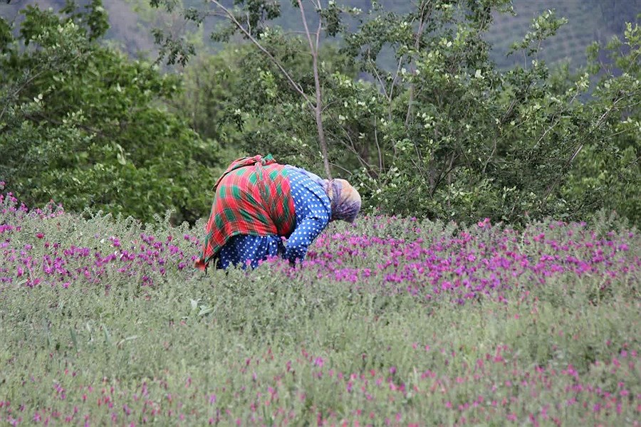 تصویر قطب تولید گل گاوزبان ارگانیک کشور این شهر است