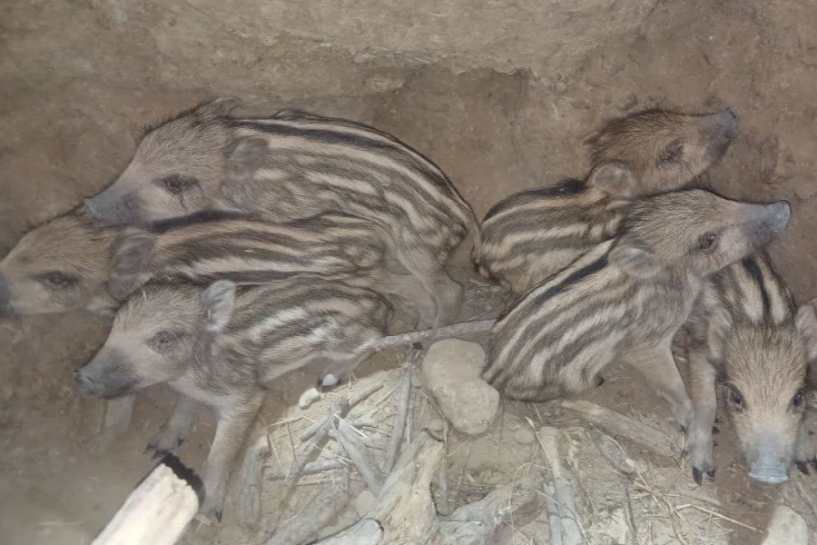 تصویر نجات 6 توله گراز توسط محیط‌بانان کازرون