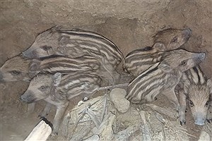 نجات 6 توله گراز توسط محیط‌بانان کازرون