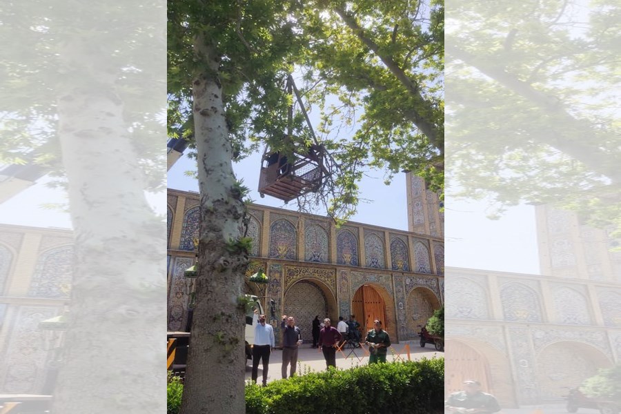تصویر آغاز پایش و آسیب‌شناسی تخصصی درختان چنار کهنسال کاخ گلستان