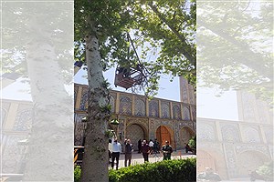 آغاز پایش و آسیب‌شناسی تخصصی درختان چنار کهنسال کاخ گلستان