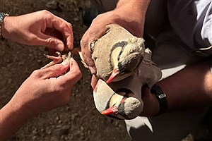 دستگیری شکارچیان زنده گیری پرندگان در شیراز