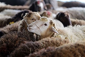 توصیه‌های بهداشتی ذبح دام در عید قربان را جدی بگیرید